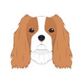 Cavalier King Charles Spaniel dog isolated on white background vector illustration Royalty Free Stock Photo