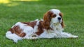 A Cavalier King Charles Spaniel dog outdoor Royalty Free Stock Photo