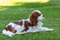 A Cavalier King Charles Spaniel dog outdoor Royalty Free Stock Photo