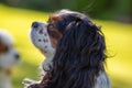 A Cavalier King Charles Spaniel dog outdoor