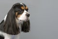 Cavalier King Charles Spaniel dog Royalty Free Stock Photo