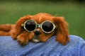 Cavalier King Charles Spaniel Dog, Pup wearing Sun glasses Royalty Free Stock Photo