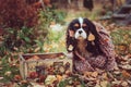 Cavalier king charles spaniel dog relaxing outdoor on autumn walk with apples in wooden basket, wrapped in cozy knitted scarf Royalty Free Stock Photo