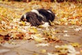 Cavalier king charles spaniel dog relaxing outdoor on autumn walk in garden, sitting on stone pathway Royalty Free Stock Photo