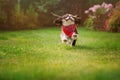 Cavalier king charles spaniel dog running with stick in summer garden Royalty Free Stock Photo