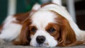 A Cavalier King Charles Spaniel dog Royalty Free Stock Photo