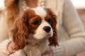 Cavalier King Charles Spaniel dog is sitting on a woman's lap