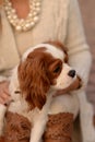 Cavalier King Charles Spaniel dog is sitting on a woman's lap and looking Royalty Free Stock Photo