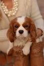 Cavalier King Charles Spaniel dog is sitting on a woman's lap and looking at the camera Royalty Free Stock Photo