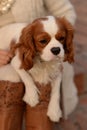 Cavalier King Charles Spaniel dog sitting in a woman's lap and looking at the side Royalty Free Stock Photo