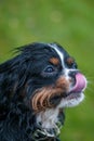 Cavalier King Charles Spaniel dog Royalty Free Stock Photo