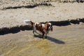 Cavalier king Charles Spaniel dog walks on a sandy beach near the water. Vacation by the sea with animals. Love pet Royalty Free Stock Photo