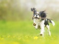 Cavalier king charles spaniel dogdancing