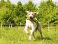 Cavalier king charles spaniel dogdancing