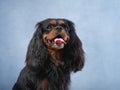 Cavalier King Charles Spaniel with a gleeful look,