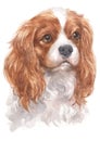 Water colour painting of Cavalier King Charles Spaniel 087