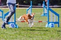 Cavalier king charles spaniel with his handler overcome the obstacle Royalty Free Stock Photo