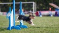 Dog jumping over hurdle in agility competition Royalty Free Stock Photo