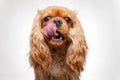 Cavalier King Charles Spaniel licks his cheek tongue out