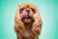 Cavalier King Charles Spaniel licks his jaw on green background