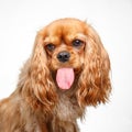 Cavalier King Charles Spaniel out tongue