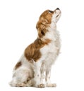 Cavalier King Charles Spaniel looking up, isolated