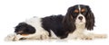 Cavalier King Charles spaniel lying and looking straight ahead Royalty Free Stock Photo