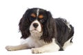 Cavalier King Charles spaniel lying and looking straight ahead Royalty Free Stock Photo