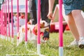 Cavalier King Charles Spaniel passes the obstacle course for agility competitions. Royalty Free Stock Photo