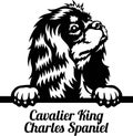 Cavalier King Charles Spaniel Peeking Dog - head isolated on white