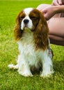 Cavalier King Charles Spaniel. Portrait of cavalier King Charles Royalty Free Stock Photo