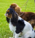 Cavalier King Charles Spaniel. Portrait of cavalier King Charles Royalty Free Stock Photo