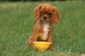 CAVALIER KING CHARLES SPANIEL, PUP PLAYING WITH A PLASTIC DISH DRAINER TOY Royalty Free Stock Photo