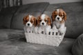 Cavalier king charles spaniel puppies posing in a basket together Royalty Free Stock Photo