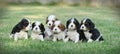 Cavalier king charles spaniel puppies