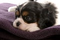 Cavalier king charles spaniel puppy Royalty Free Stock Photo