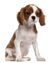 Cavalier King Charles Spaniel puppy, 3 months Royalty Free Stock Photo