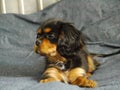 Cavalier king charles spaniel puppy in bed