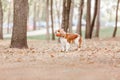 Cavalier King Charles Spaniel puppy dog. Fall. Autumn season. Dog on walk