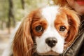 Cavalier King Charles Spaniel puppy dog with owner. Fall. Autumn.