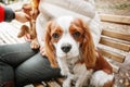 Cavalier King Charles Spaniel puppy dog with owner. Fall. Autumn.