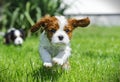 Cavalier King Charles spaniel puppy Royalty Free Stock Photo