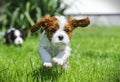 Cavalier King Charles spaniel puppy