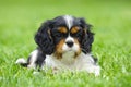 Cavalier King Charles spaniel puppy