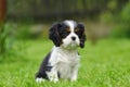 Cavalier King Charles spaniel puppy Royalty Free Stock Photo