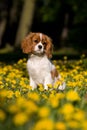 Cavalier King Charles spaniel puppy sittin