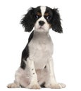 Cavalier King Charles Spaniel puppy sitting Royalty Free Stock Photo