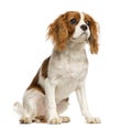 Cavalier King Charles Spaniel puppy, sitting, 5 months old Royalty Free Stock Photo