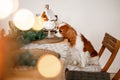 Cavalier King Charles Spaniel sits at a table in a decorated Christmas room and sniffs a marshmallow New Year's dog.