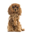 Cavalier King Charles Spaniel sitting, isolated Royalty Free Stock Photo